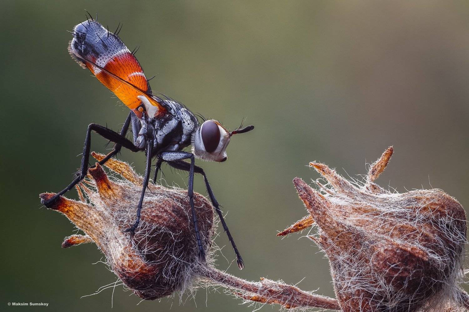 макро,стекинг,вега-11у, Максим Сумской