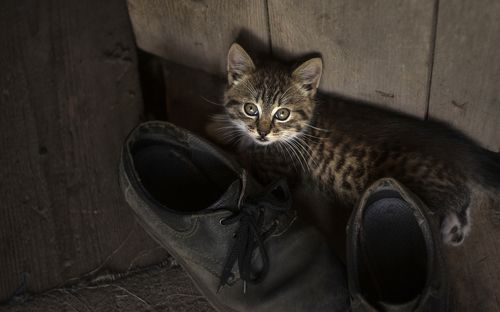 Kitten in boots