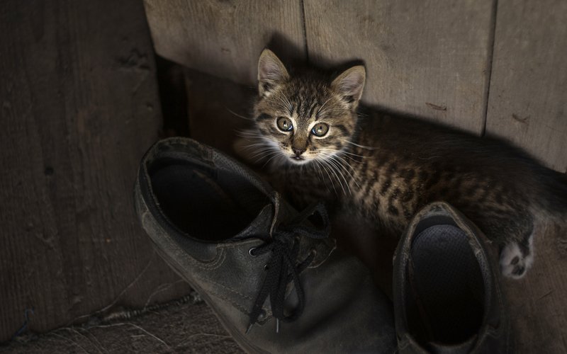 Kitten in boots фото превью
