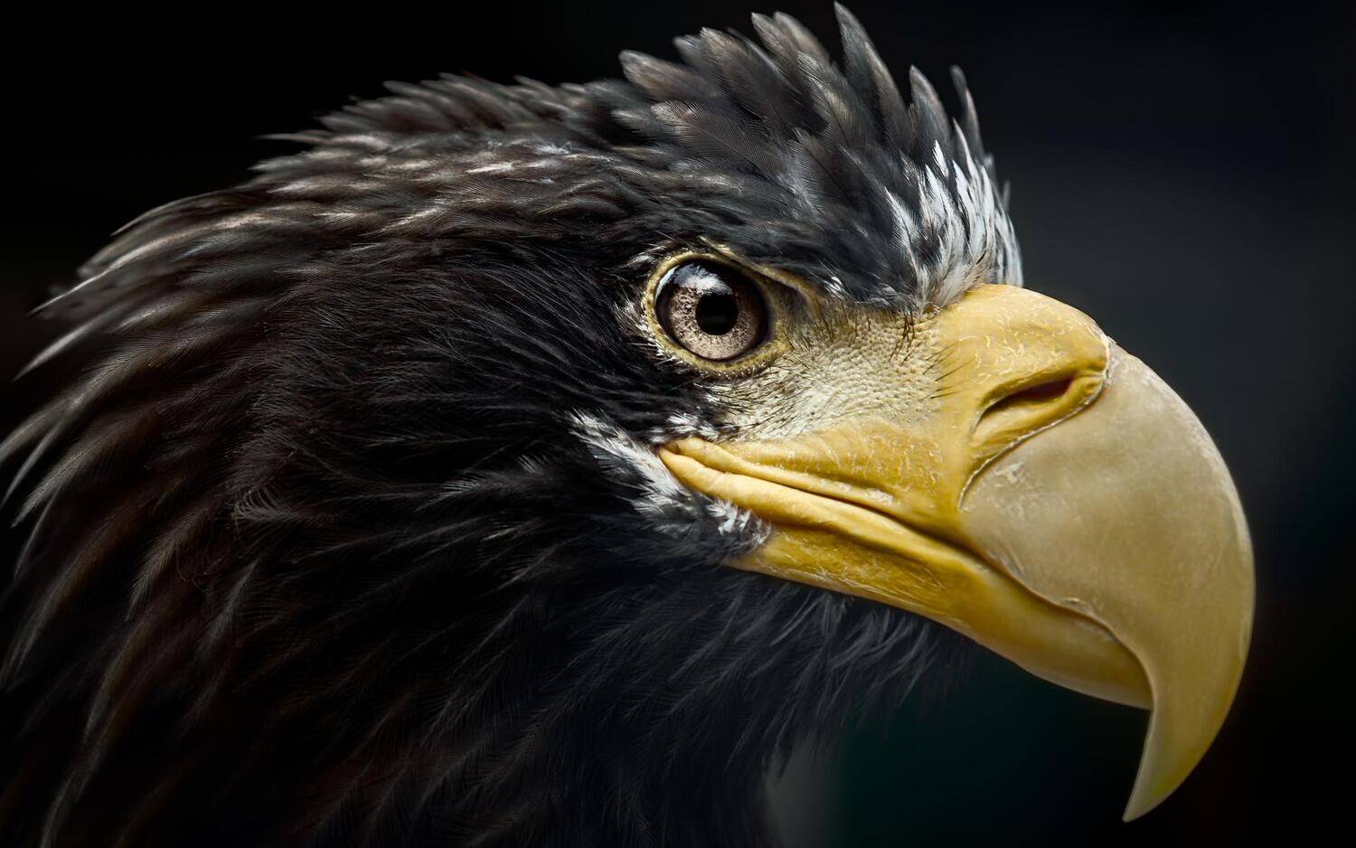 bird,birds,wildbird,wildlife,wildlifephotography,birdphotography,wildbirdphotography,птицы, Минск, Беларусь, Минский зоопарк, Полина Хрол