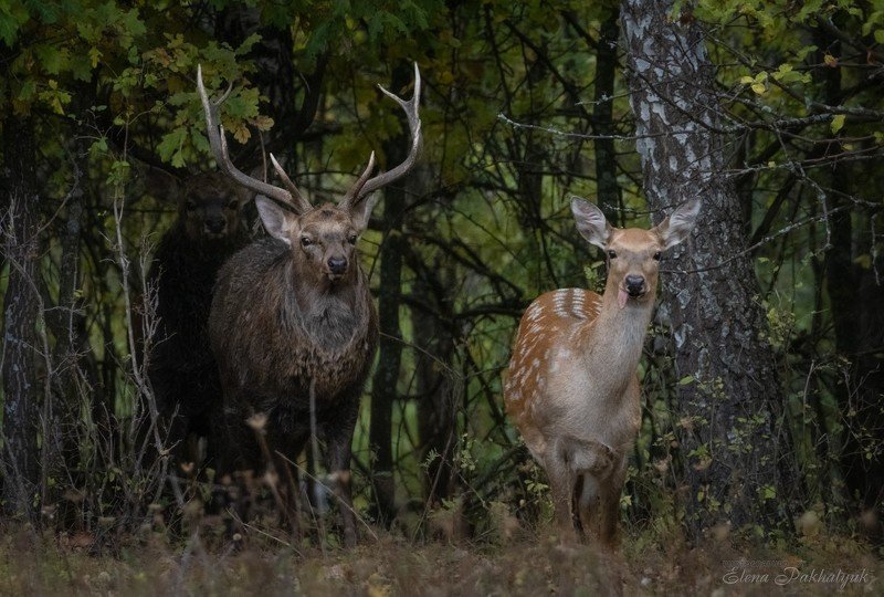 россия,парк,олени,животные,природа Семейный портрет фото превью