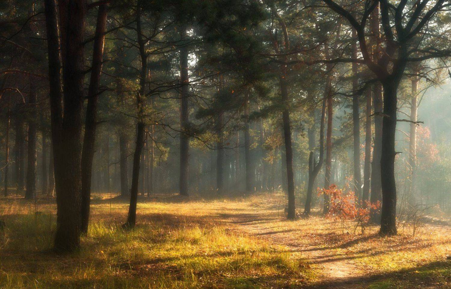 лес, осень, октябрь, утро, рассвет, туман, Галанзовская Оксана
