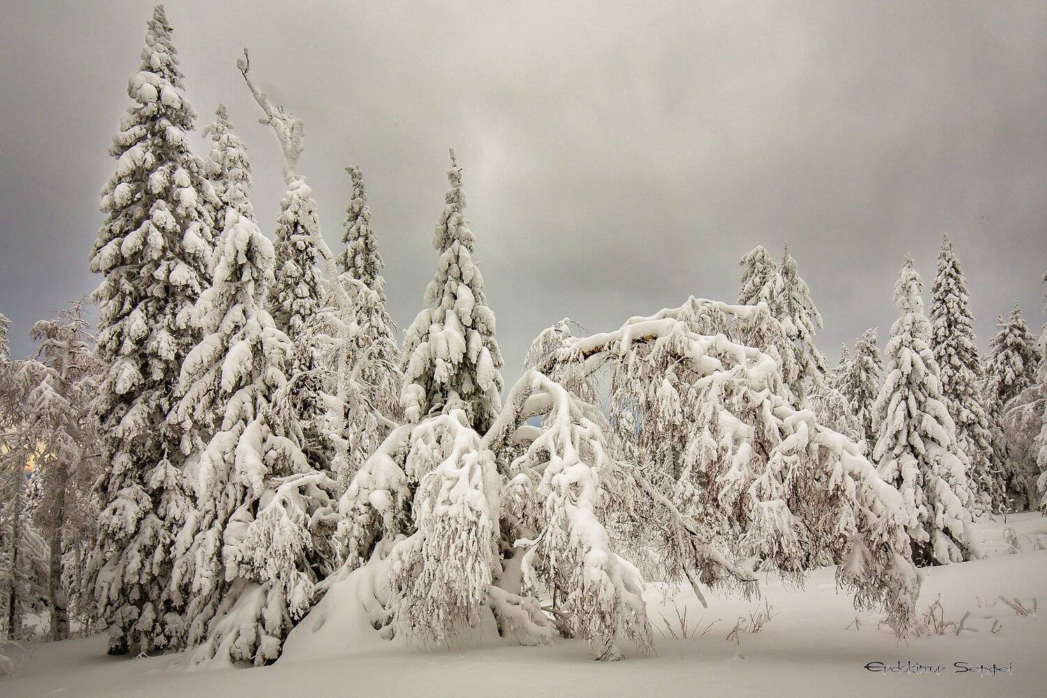 зима, снег, елки,, Сергей Евдокимов