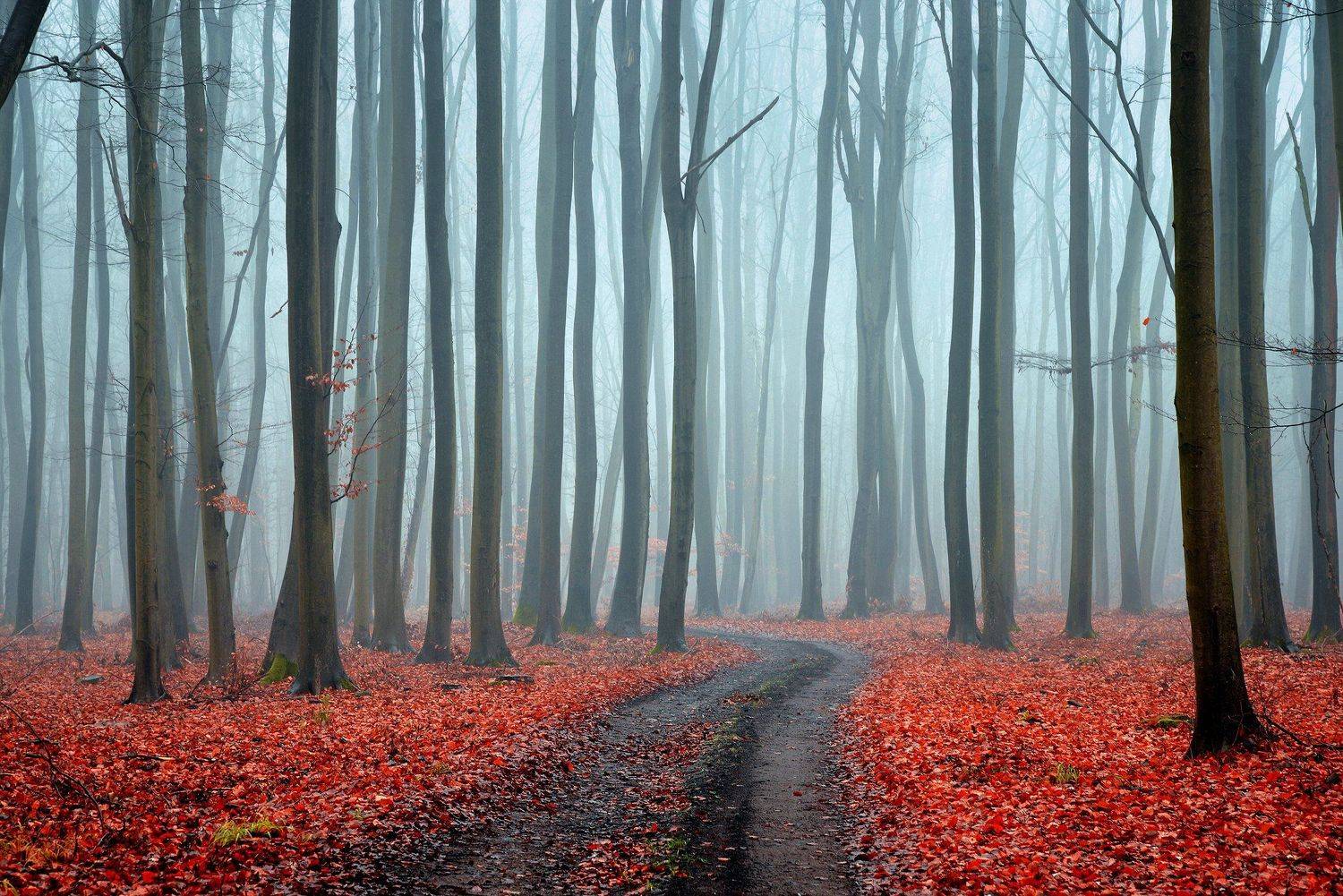 misty forest red fog morning foggy road path las tree magic mist trees wood autumn dranikowski в туманном лесу, Radoslaw Dranikowski