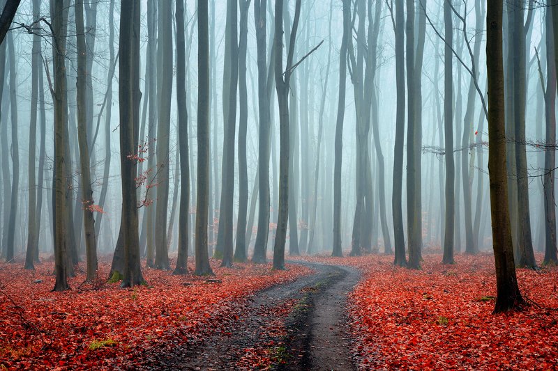 misty forest red fog morning foggy road path las tree magic mist trees wood autumn dranikowski в туманном лесу в туманном лесу фото превью