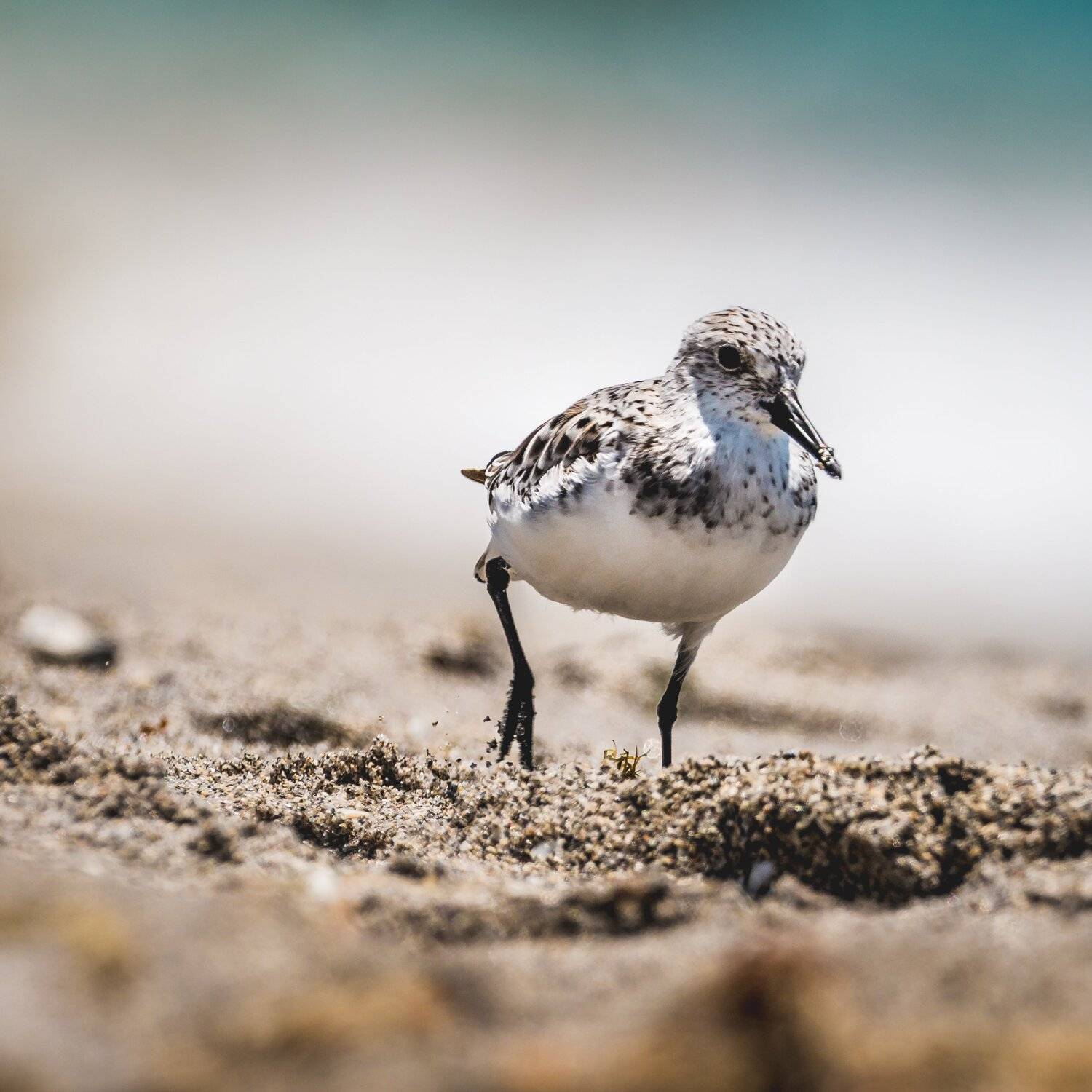 , Илья Данилов