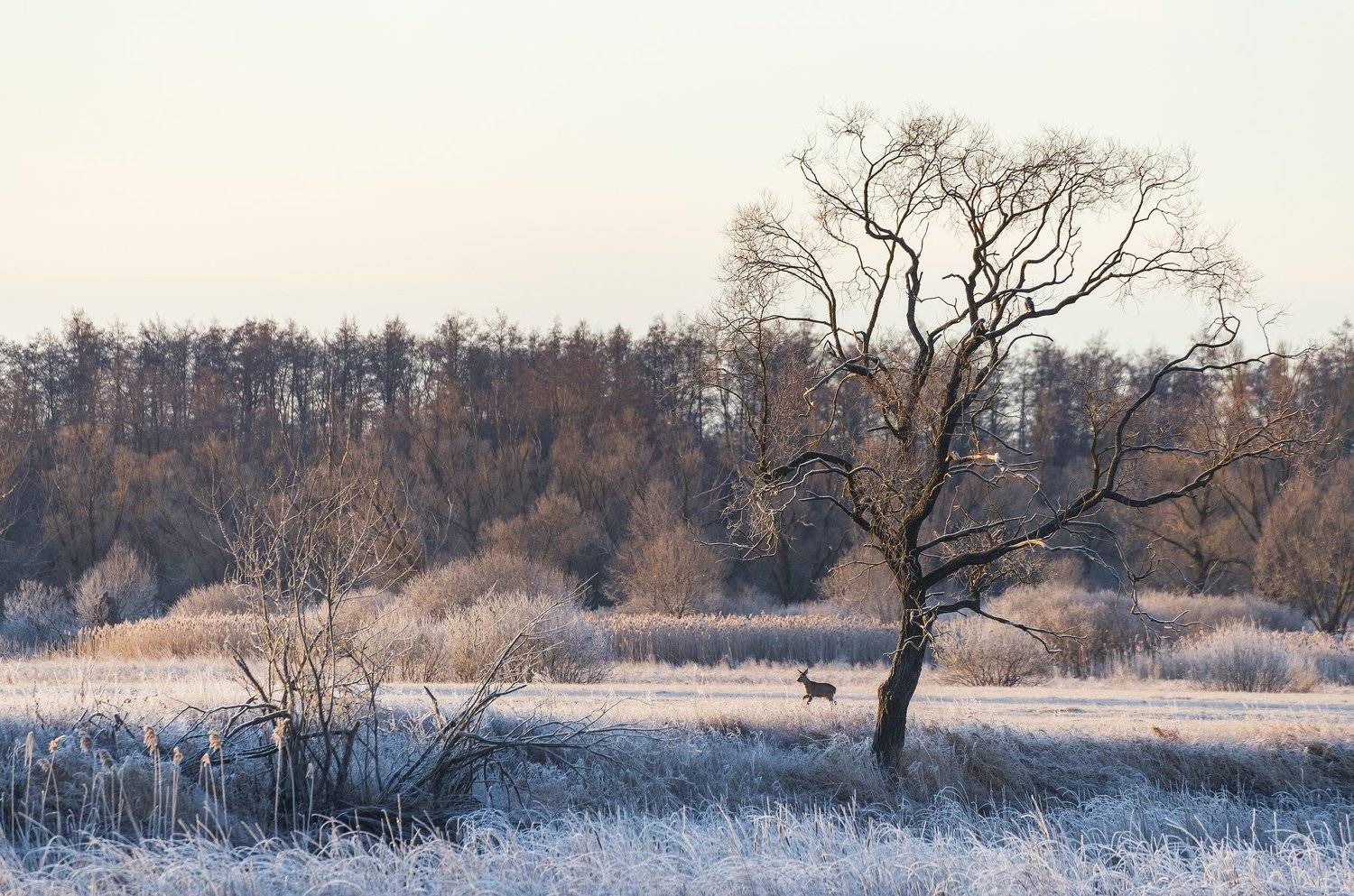 , Дмитрий Новоселов
