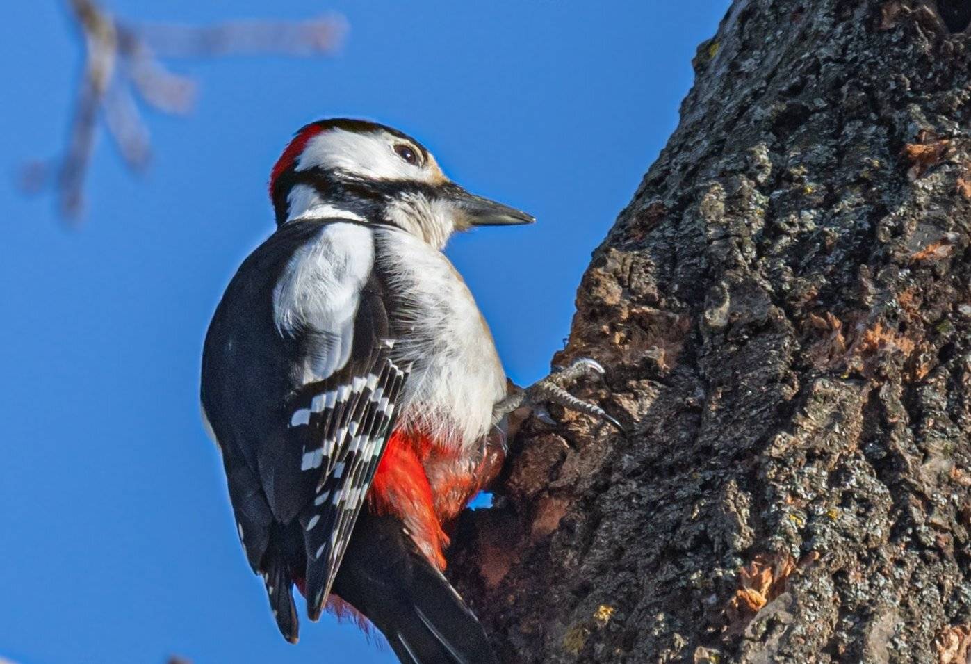 , Курлянцев Алексей