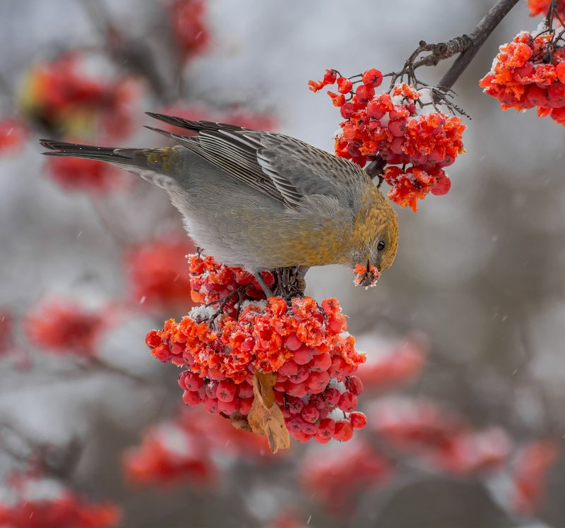birds, птица, щур, рябина, зима, Щур на рябине зимней.. фото превью
