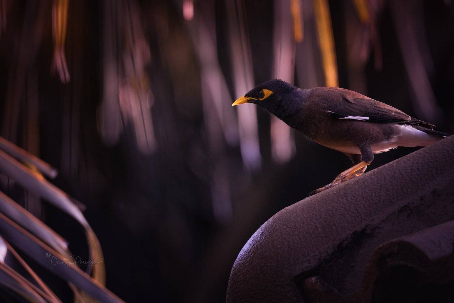 природа, животные, птицы, вьетнам, остров фукок, Дмитрий Посевич