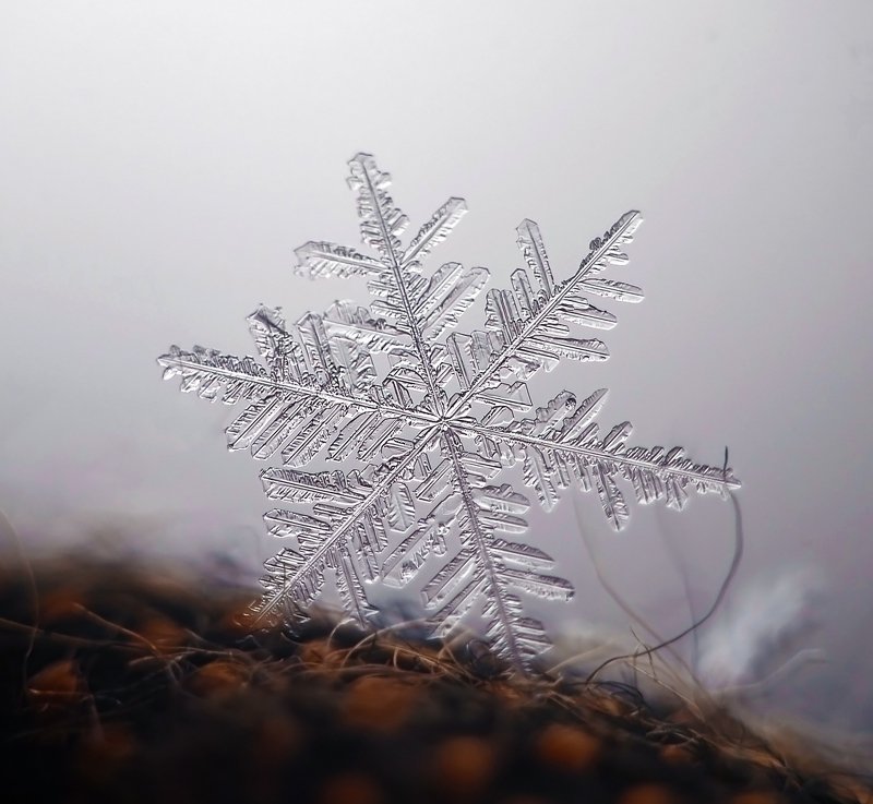 макро, зима, россия, зимнее макро, снег, снежинка, волшебство, макрофотография, Зимняя звезда фото превью