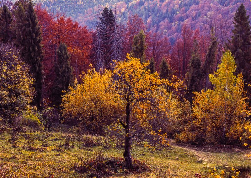 autumn, carpathian, colorful, countryside, fall, field, foliage, forest, hill, house, land, landscape, meadow, morning, mountain, mountains, nature, outdoor, pasture, picturesque, red, rural, scenery, season, tranquil, travel, tree, view, wood, yellow Autumn foliage trees in the Carpathian mountains Fuji Velvia film фото превью