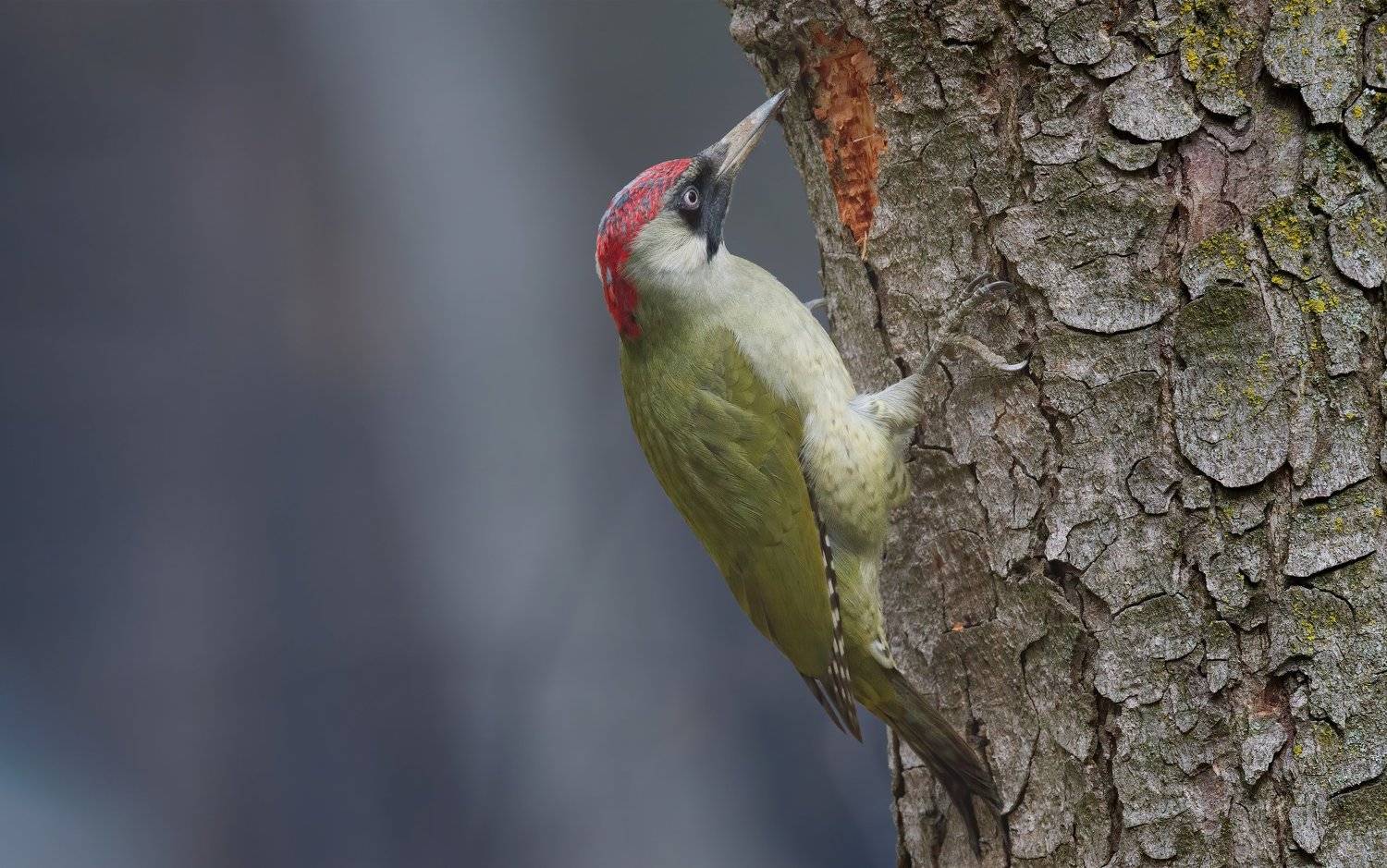 , Alexander Plekhanov