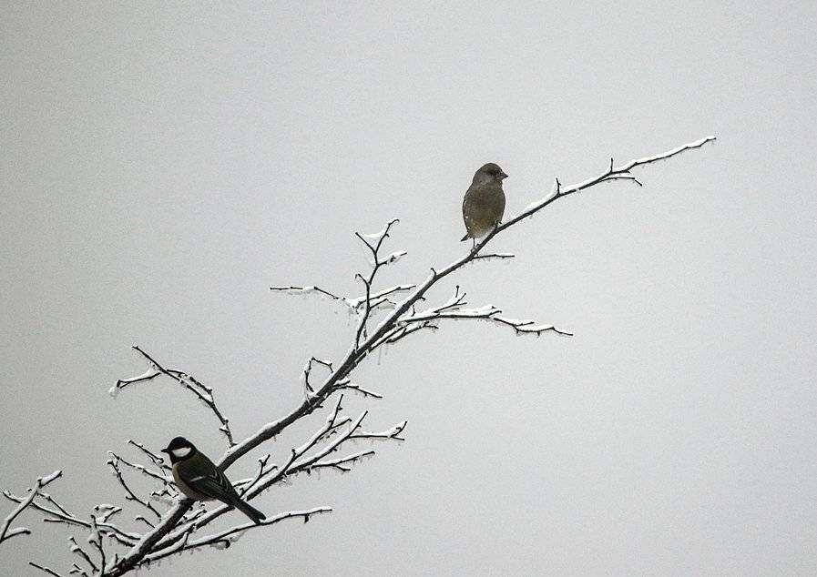 птички,зима,, Marat Magov