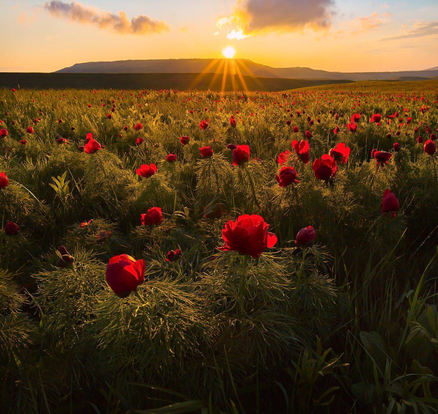 ставропольский край, фотопроект, открывая ставрополье, путешествие, природа, степь, трава, луг, флора, закат, пион, воронец, пион узколистный, солнце, красный, воронец, ставропольская возвышенность, холм, гора,, Лашков Фёдор