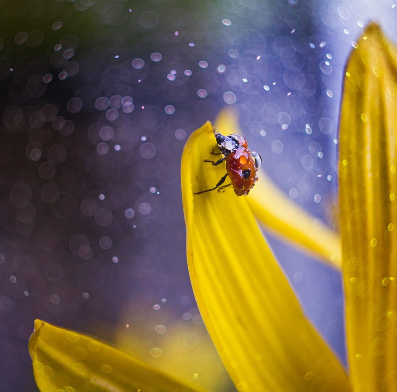 коровка, осень, желтый, цветок, брызги, макро, капли, насекомое, macro Осенняя коровка фото превью