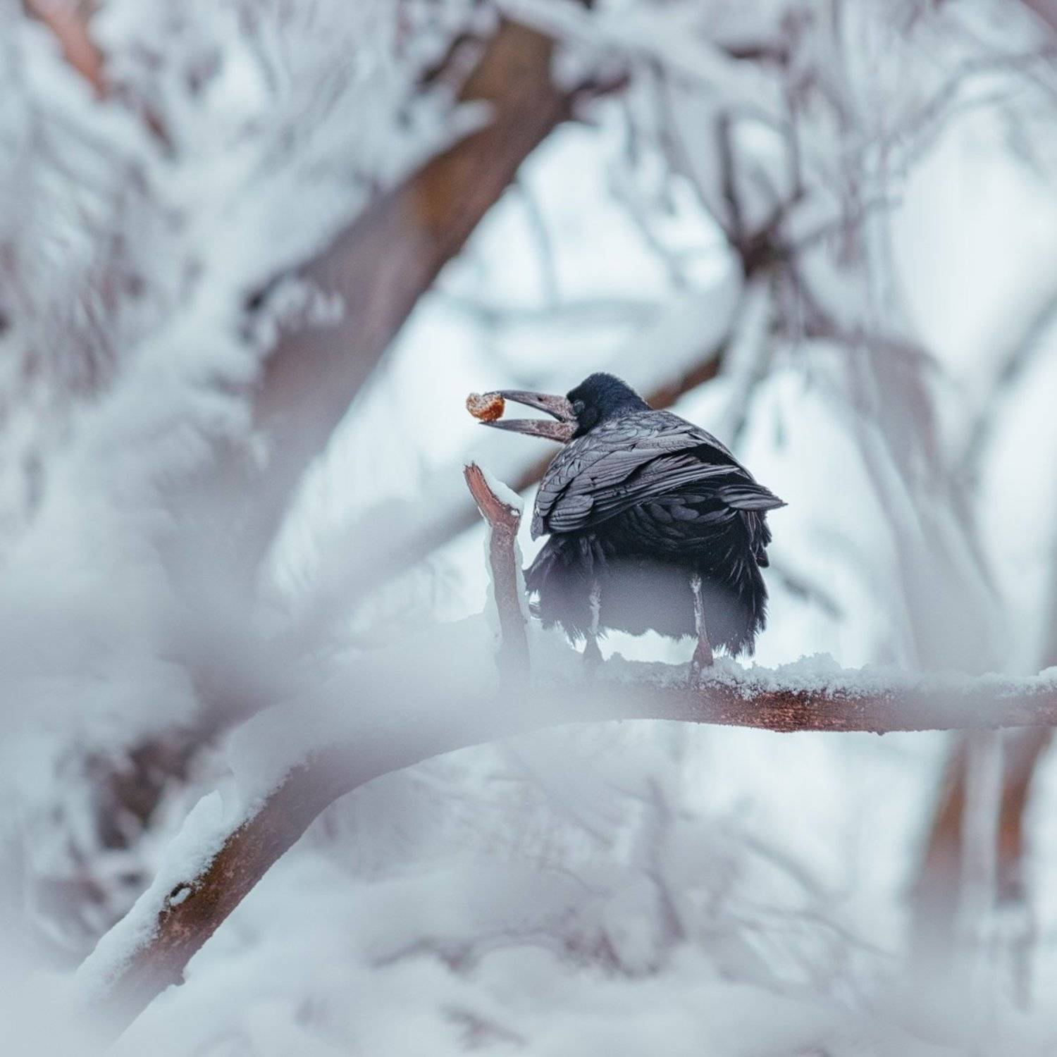 canon 55-250, beautiful, красивый, moment, момент, nature, природа, wildlife, живая, winter, зима, зимний, bird, птица, crow, ворона, snowy, снежно,, Наталья Терентьева
