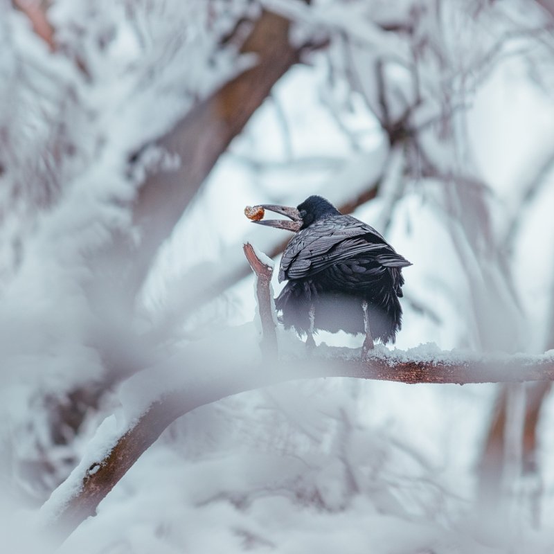 canon 55-250, beautiful, красивый, moment, момент, nature, природа, wildlife, живая, winter, зима, зимний, bird, птица, crow, ворона, snowy, снежно, Коротко о том, куда пропадают беличьи запасы :) фото превью