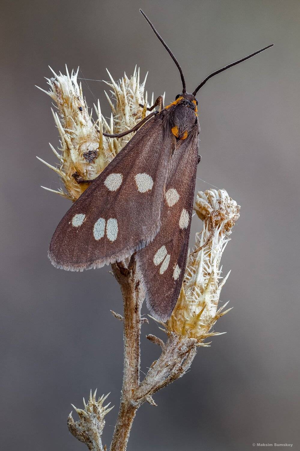 макро,стекинг,вега-11у, Максим Сумской