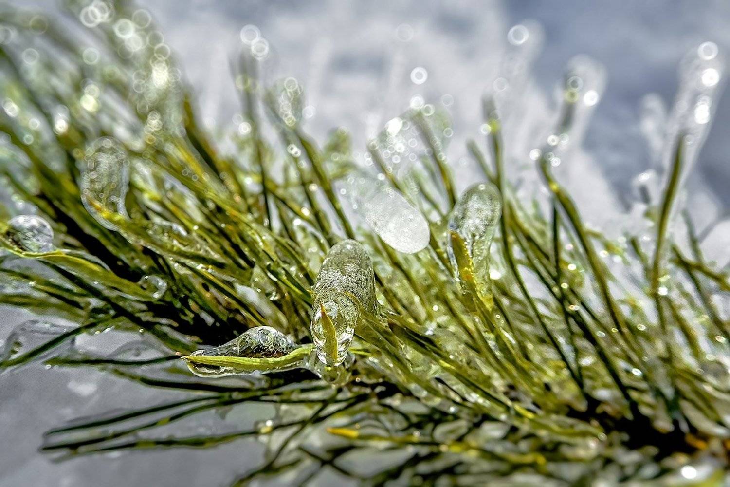 , Качурин Алексей