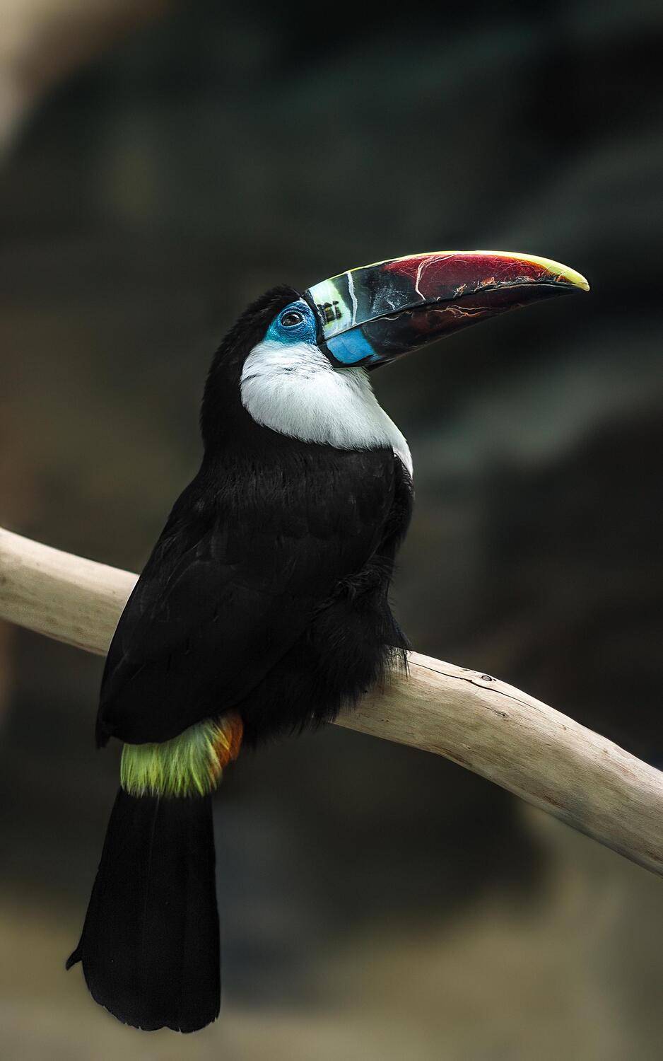 bird,wildlife,wildlifephotography,birdphotography,ramphastos,tucanus ,wildbirdphotography , птицы, дикие птицы,тукан, минск,беларусь, Полина Хрол