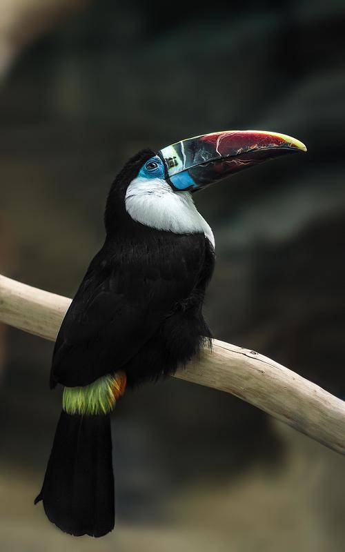bird,wildlife,wildlifephotography,birdphotography,ramphastos,tucanus ,wildbirdphotography , птицы, дикие птицы,тукан, минск,беларусь Ramphastos tucanus фото превью