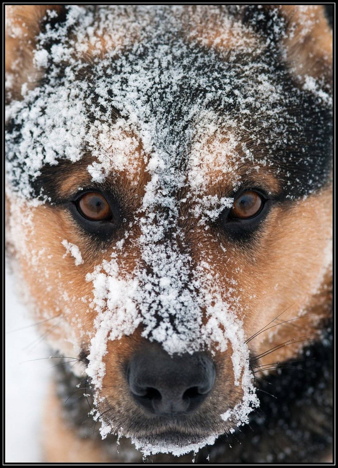 , Владимир Краснов