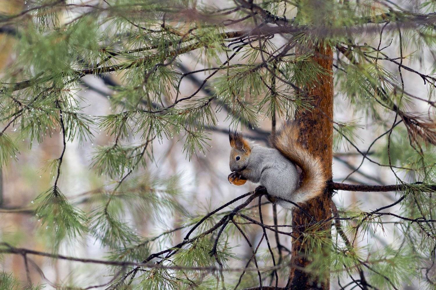 , Цвелёв Дмитрий