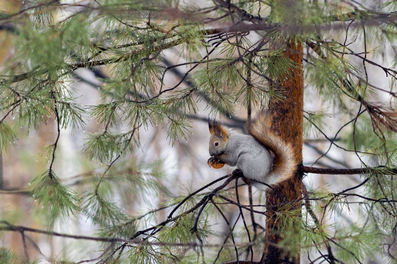 *** фото превью