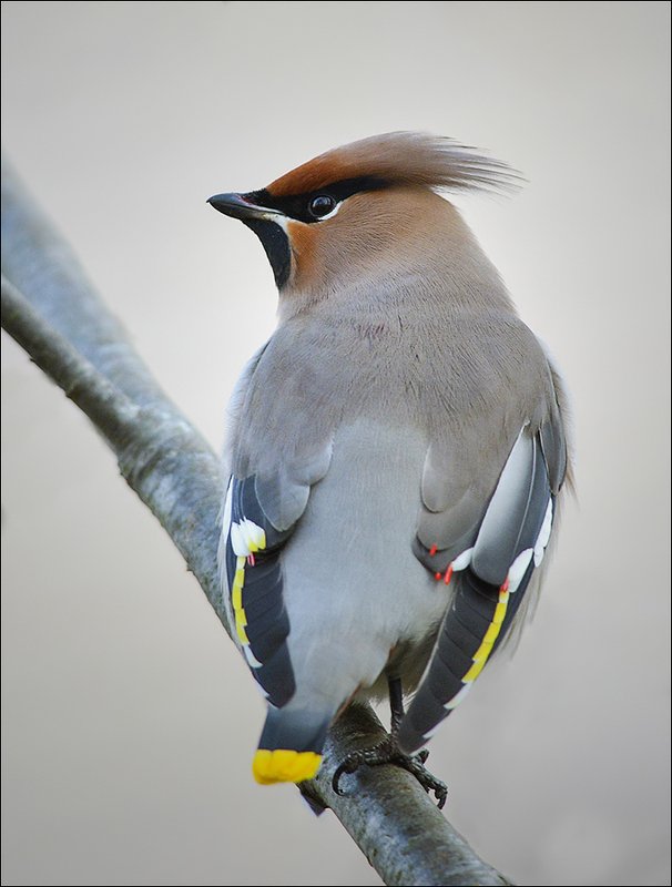 свиристель *** фото превью