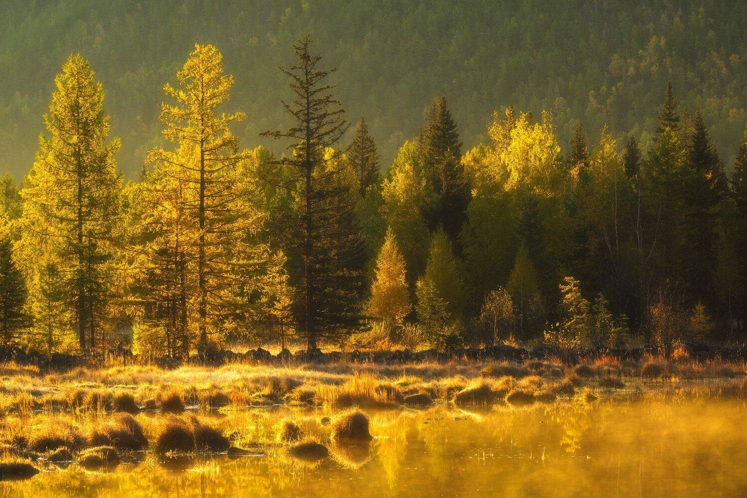 россия, бурятия, сибирь, окинский район, ока, природа, пейзаж, осень, долина, река, лава, тайга, рассвет, отражение, восход солнца, Оборотов Алексей