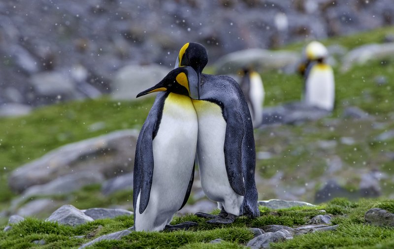 ❤️❤️ фото превью