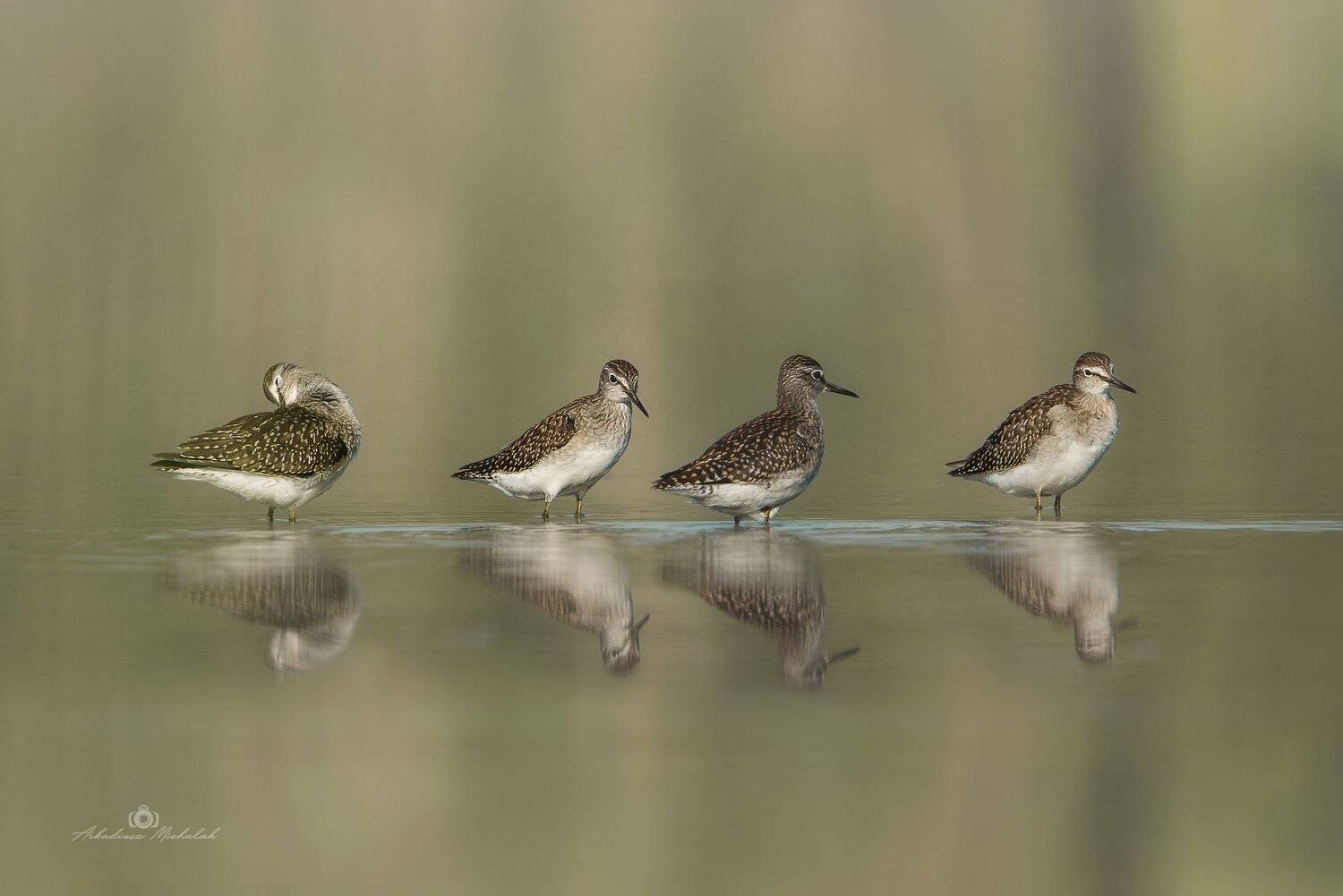 , Arkadiusz Michalak