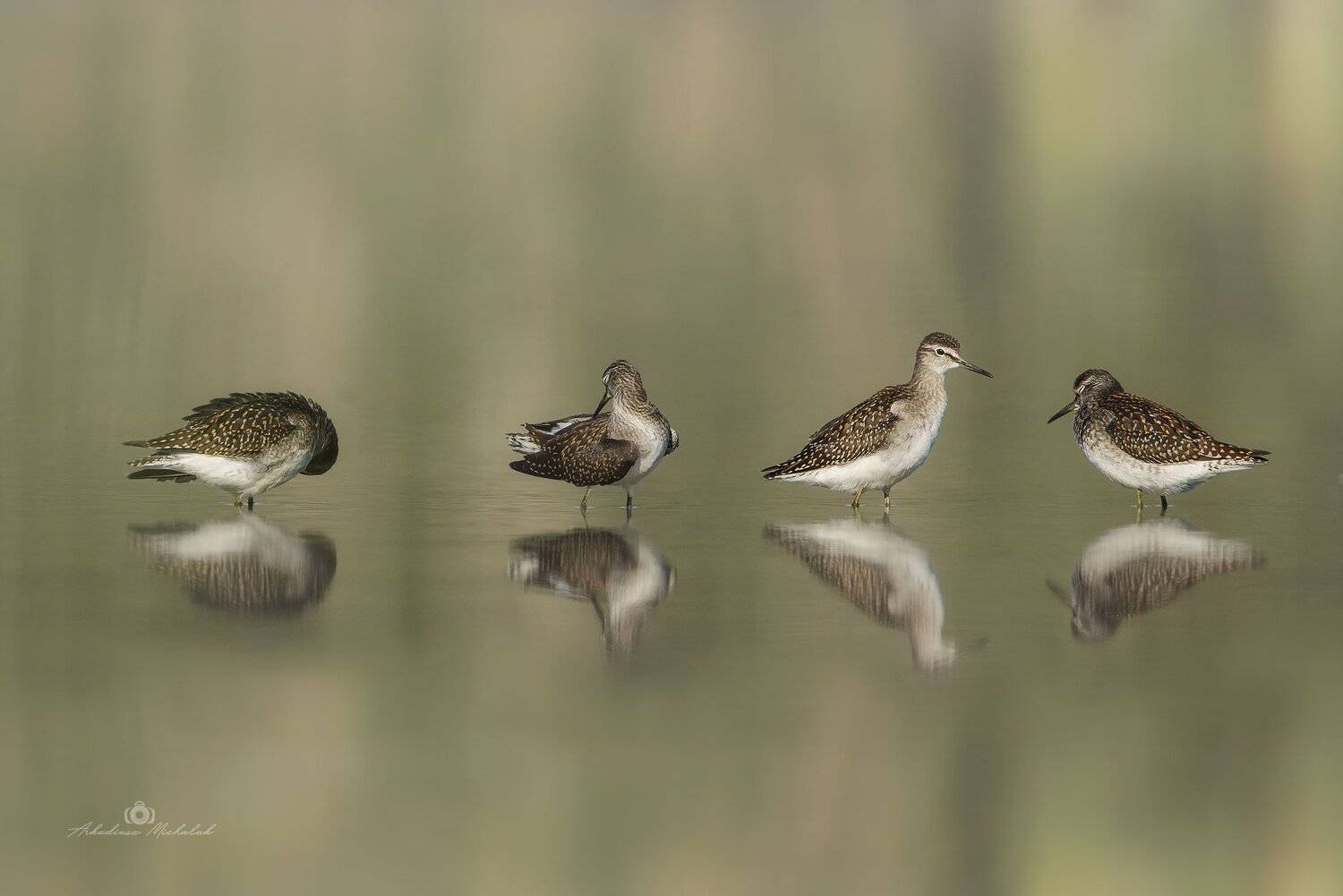 , Arkadiusz Michalak