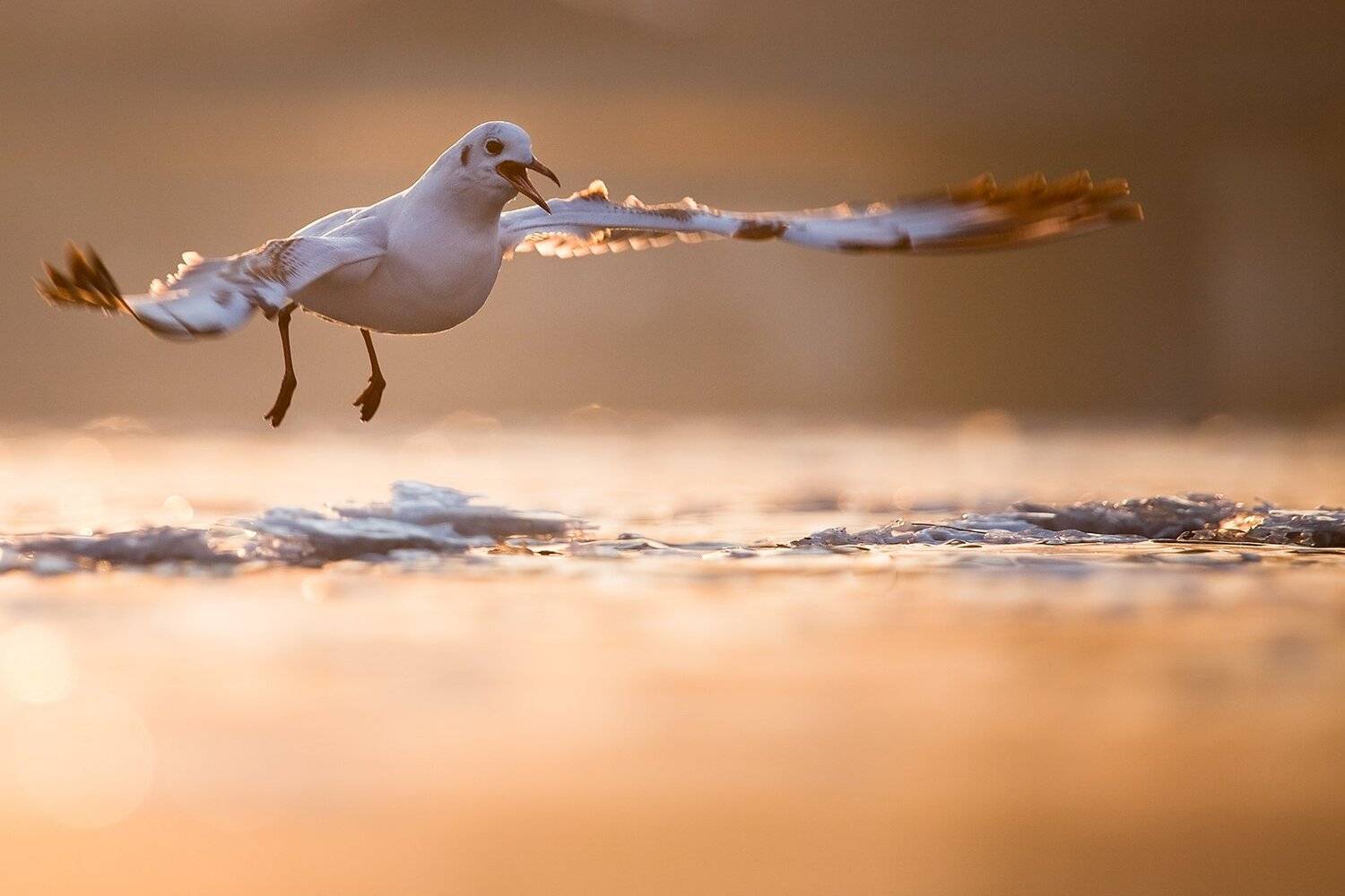 Gull in winter. Автор: Robert Adamec , Robert Adamec