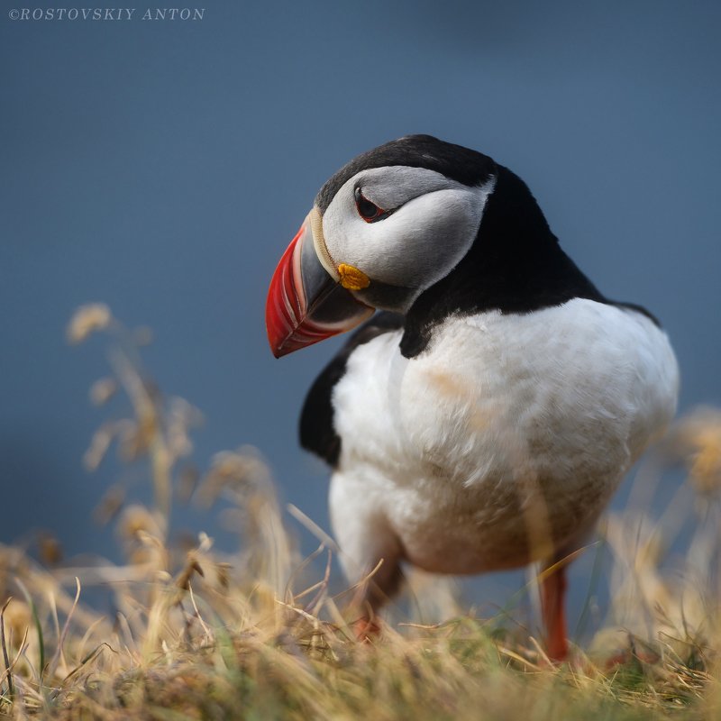 Тупик, puffin, фототур, Исландия Тупик (puffin) видно что их предками были динозавры) фото превью