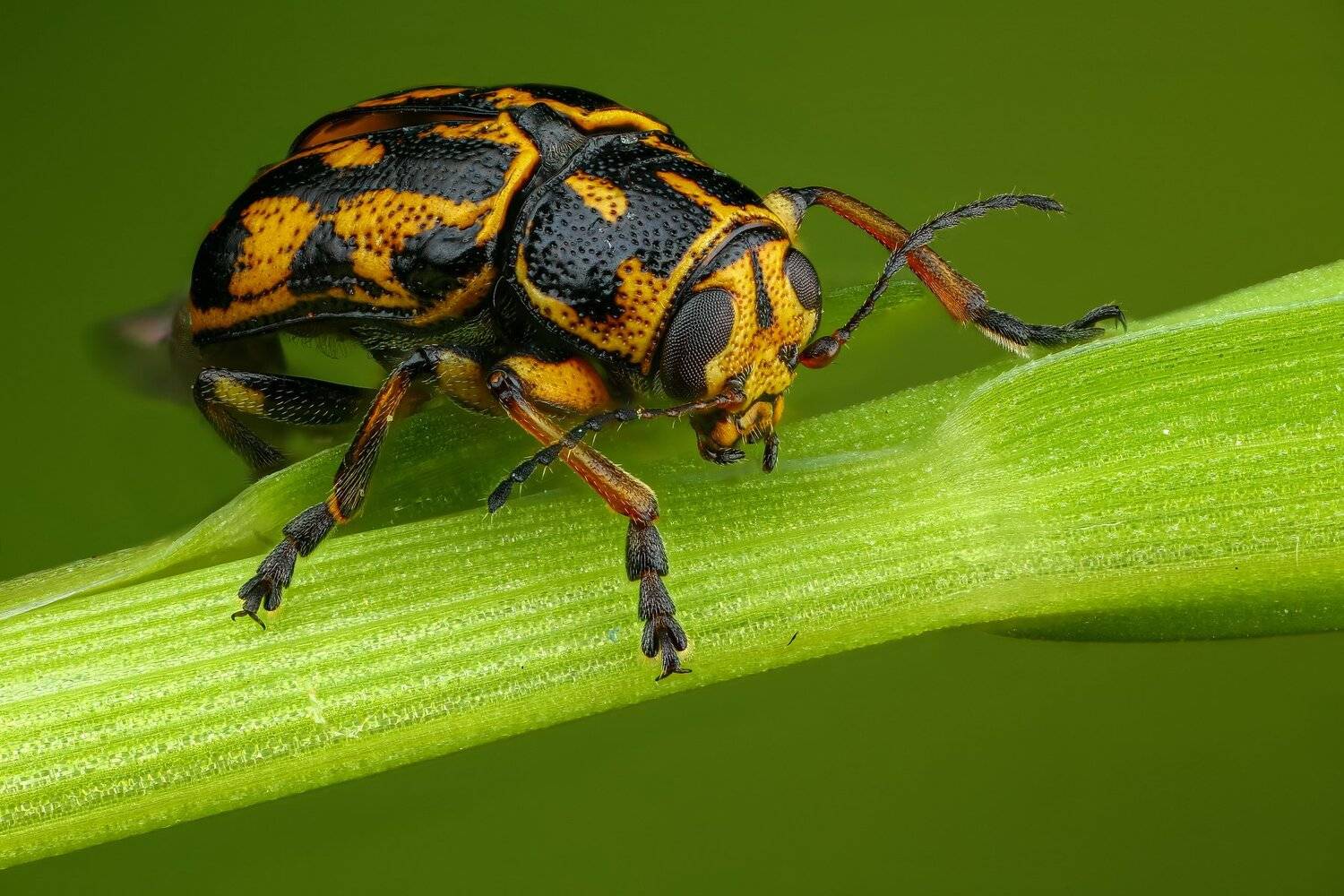 жук,макро,природа,усы,цвет,зеленый,растение,желтый, Андрей Шаповалов