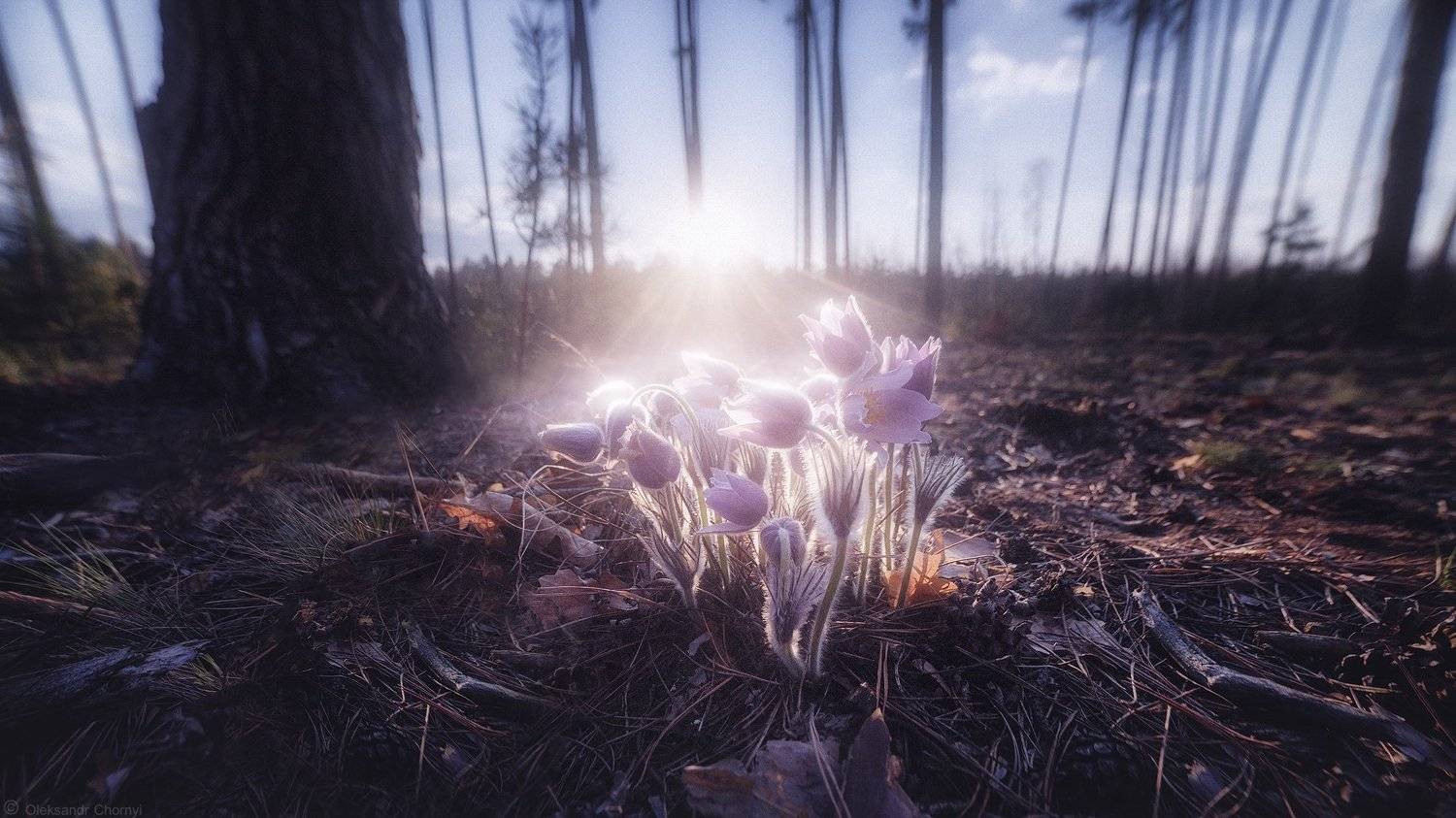 украина, коростышев, природа, лес, полесье, сон трава, свет, весна, лес, сказка, гармония, волшебство, мгновение, самянг 14, вечер, закат,  тишина, уединение, счастье, жизнь, воздух, чистый, вдохновение,  деревья, фотограф, чорный,, Александр Чорный