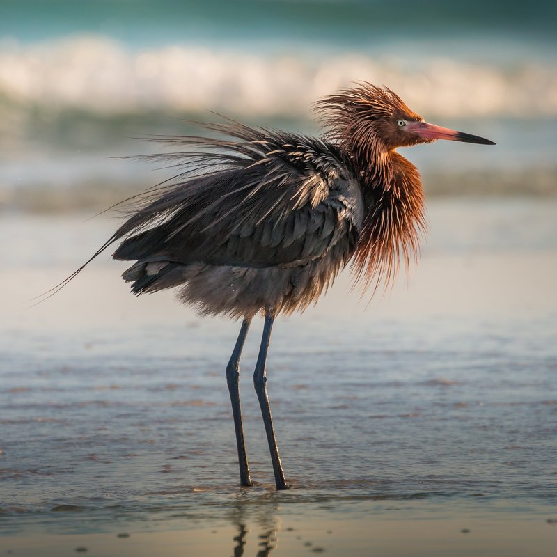 Reddish Egret фото превью