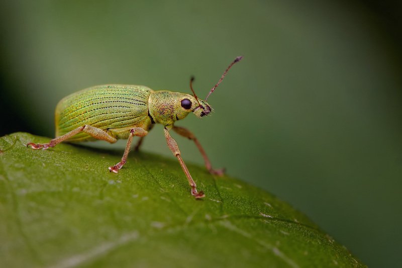 Бледно- зеленый долгоносик фото превью