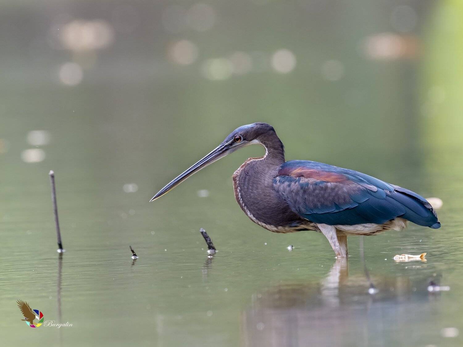 , Fernando Burgalin Sequeira