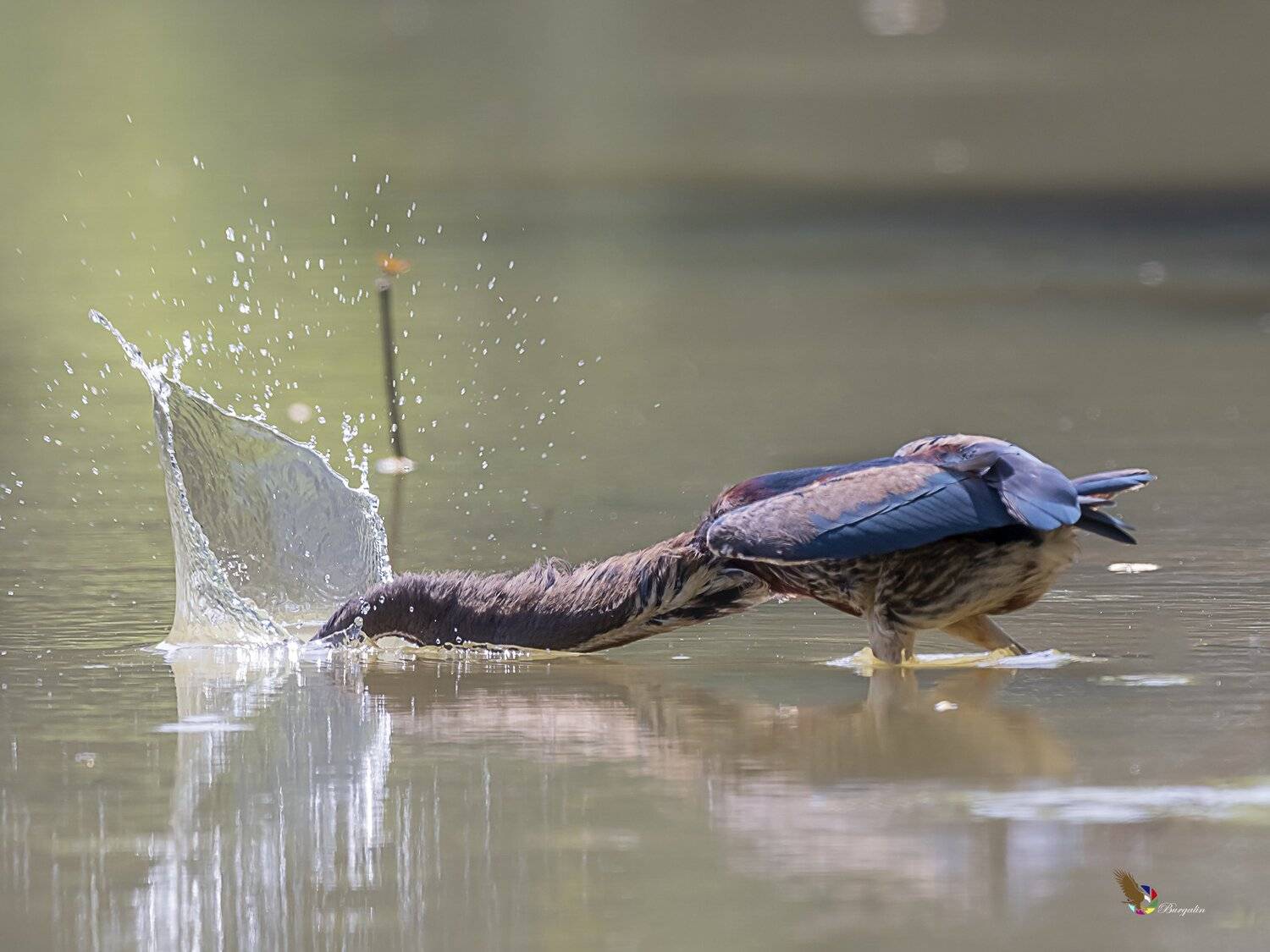 , Fernando Burgalin Sequeira