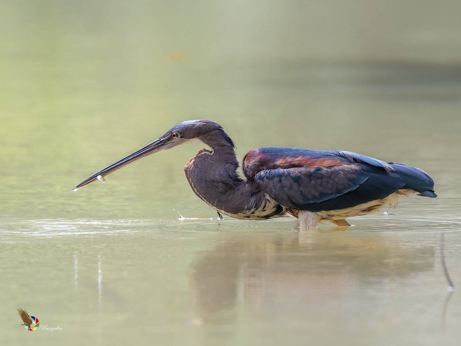 , Fernando Burgalin Sequeira