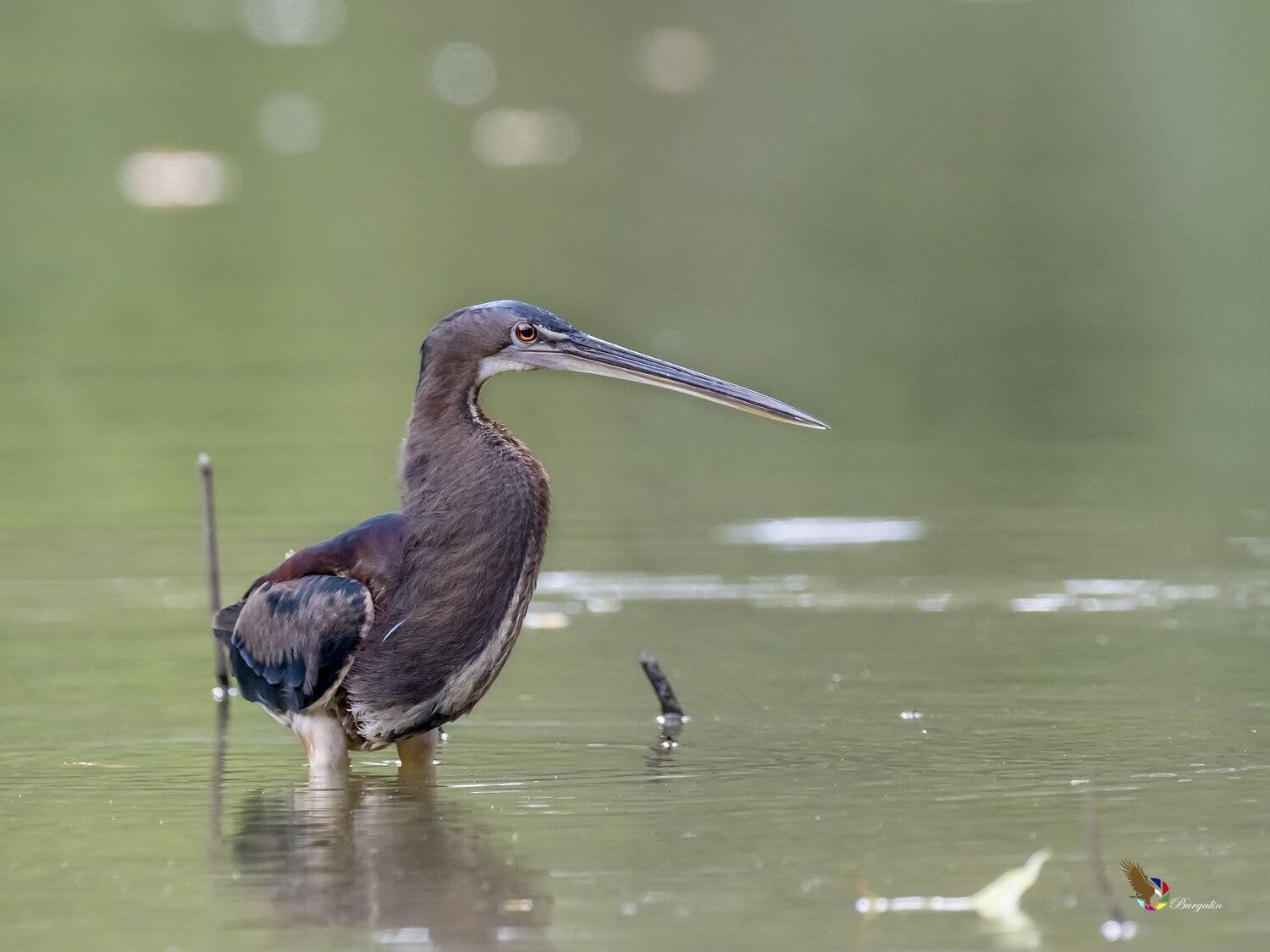 , Fernando Burgalin Sequeira