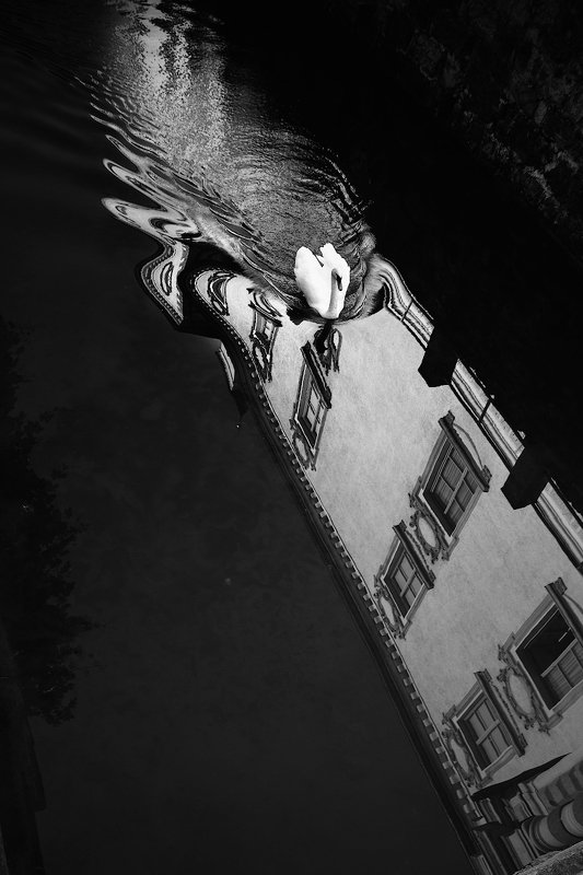 Графика лебединого заплыва фото превью