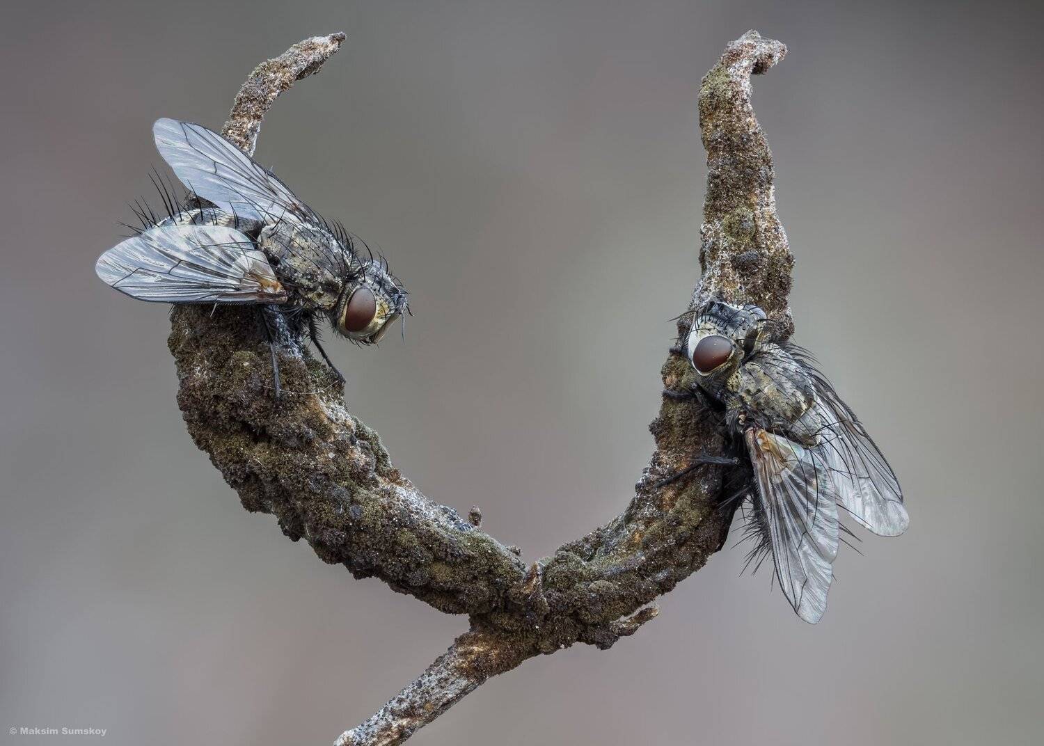 макро,стекинг,вега-11у, Максим Сумской