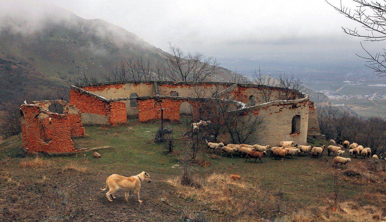 атара,овцы,собака,овчарка,бараны,развалины,горы,туман,лес,, Marat Magov