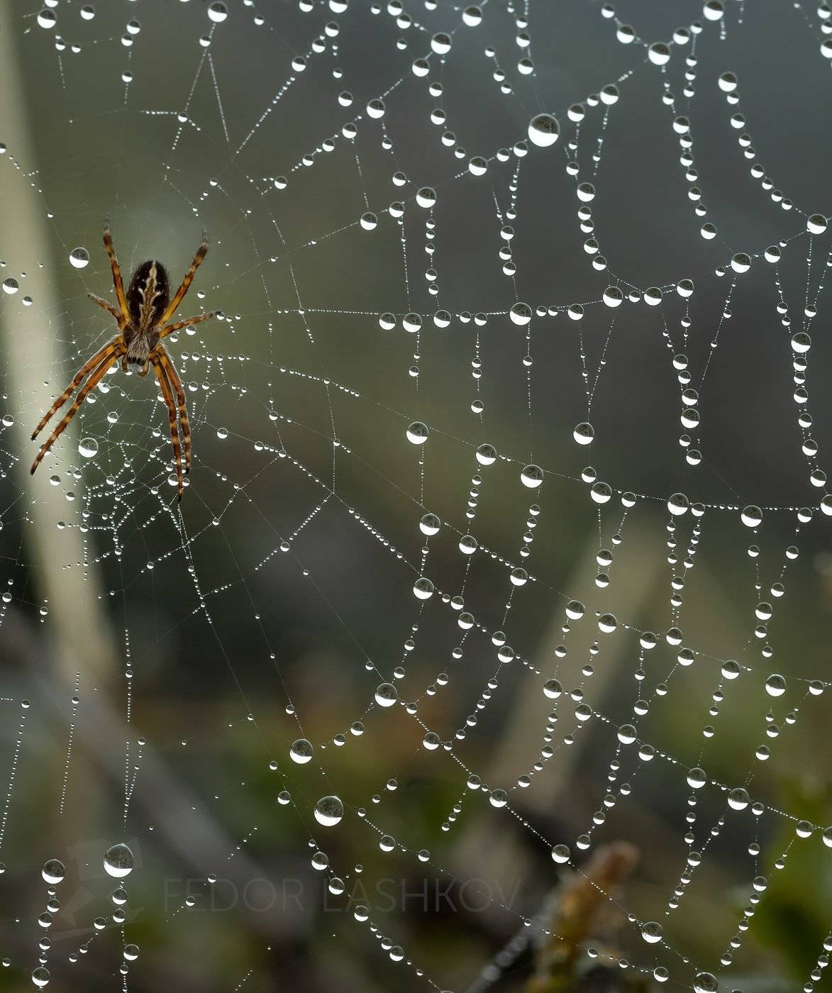 паутина, макро, роса, туман, капли, паук, насекомые, природа,, Лашков Фёдор