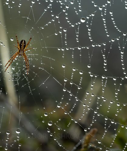 Утреннее ожерелье паутины