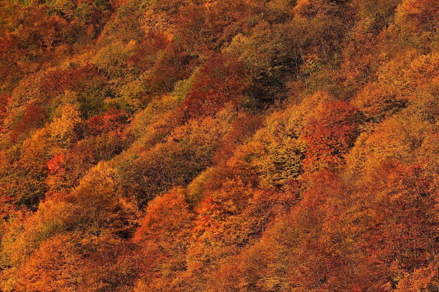 , Дмитрий Петухов